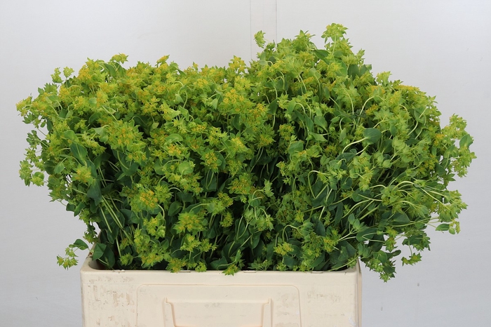 <h4>Bupleurum Griffithii</h4>