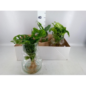 Planten ..mix