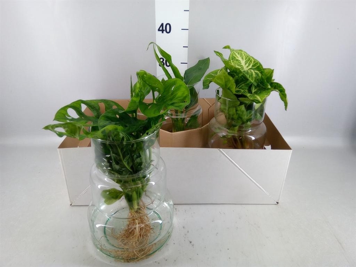 <h4>Planten  ..mix</h4>