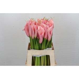 Zantedeschia Eydolls Pink