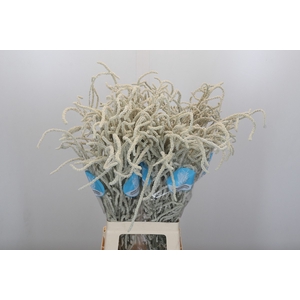 Amaranthus Yearming Desert
