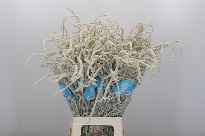Amaranthus Yearming Desert