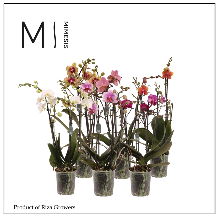 <h4>Phalaenopsis Multi Mix 4 spike - 12cm | Mimesis</h4>