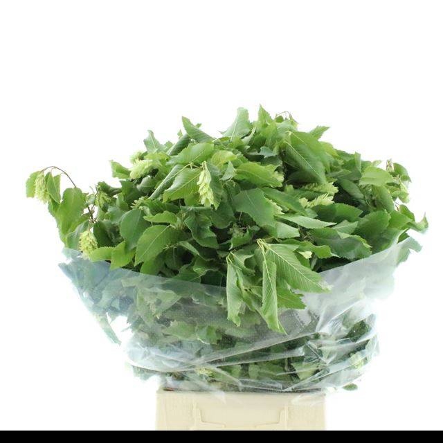 <h4>DECOGROEN OV BS</h4>