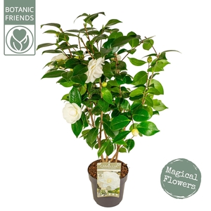 Camellia jap. 'Nuccio's Gem' Premium