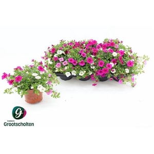 Calibrachoa Cabaret Mixmasters Pink Paradise