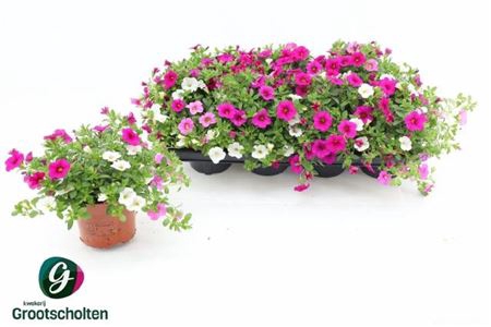 <h4>Calibrachoa Cabaret Mixmasters Pink Paradise</h4>