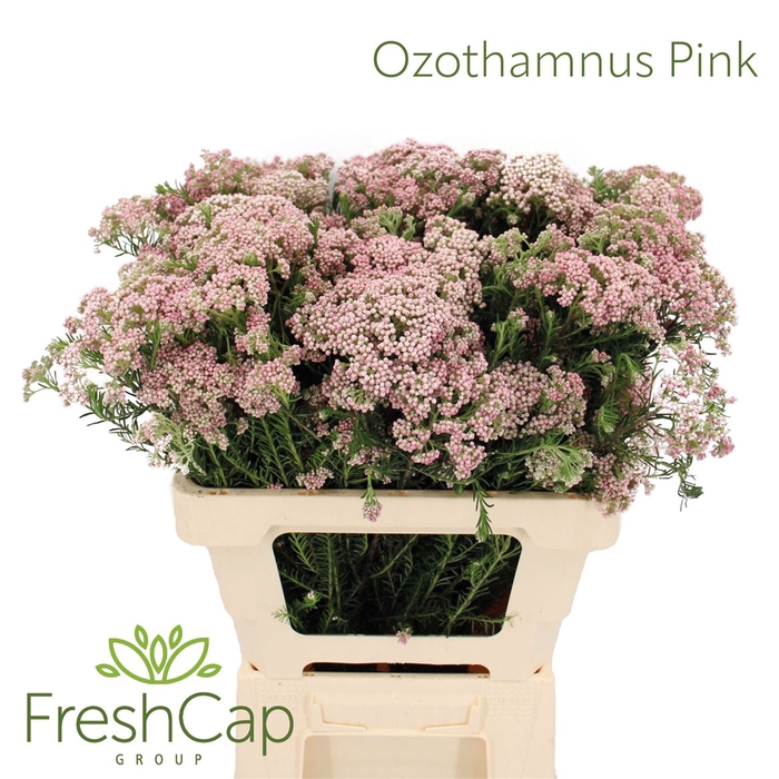 <h4>Ozothamnus Pink Spray</h4>
