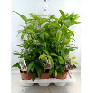 Dracaena surculosa