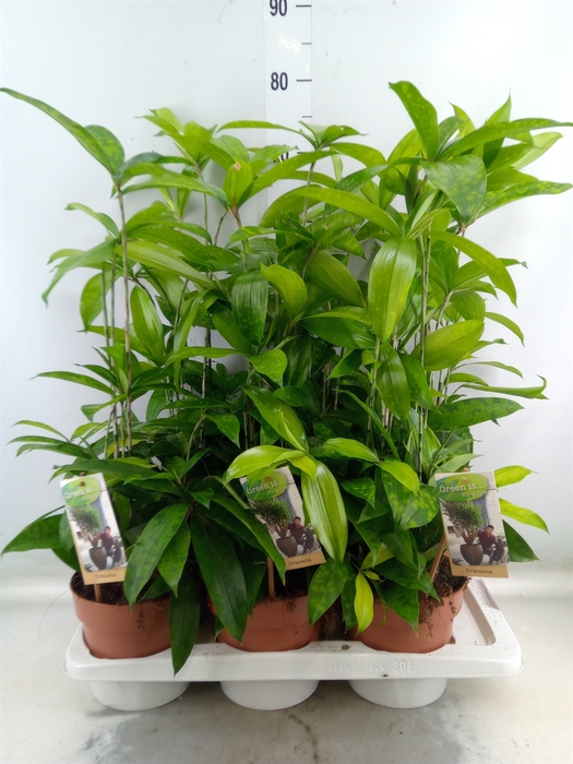 <h4>Dracaena surculosa</h4>