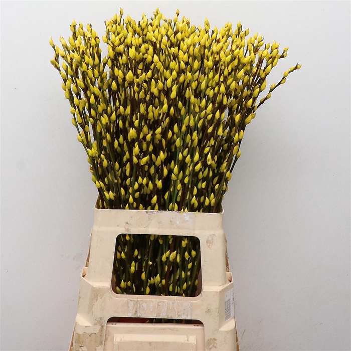 <h4>Salix Snow Flake Klb Yellow</h4>