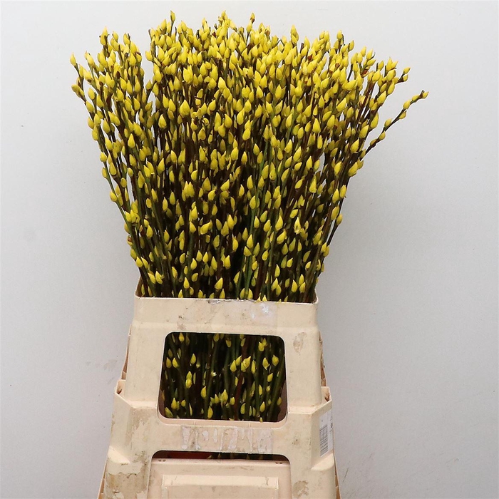 <h4>Salix Snow Flake Klb Yellow</h4>