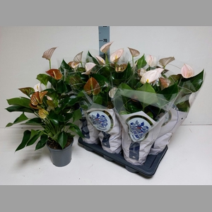 ANTHU AN PERIT PEARL