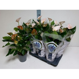 ANTHU AN PERIT PEARL