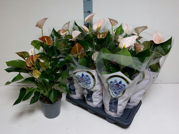 <h4>ANTHU AN PERIT PEARL</h4>