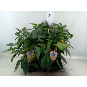 Capsicum annuum   ...paprika