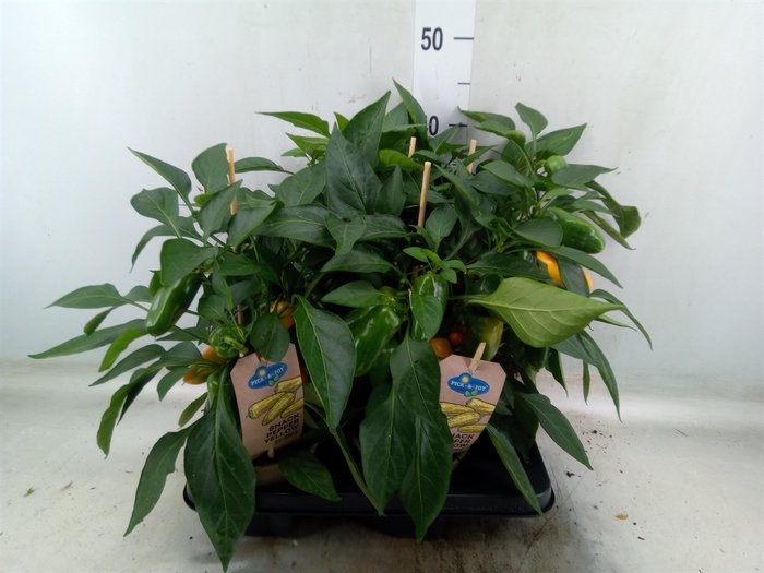 <h4>Capsicum annuum   ...paprika</h4>
