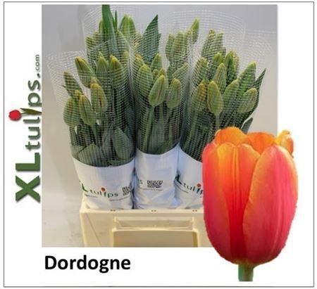 <h4>Tu En Dordogne</h4>