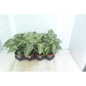 APHELANDRA COM FLOR P15 COM FLOR