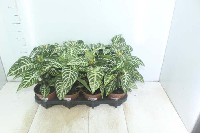 <h4>APHELANDRA COM FLOR P15 COM FLOR</h4>