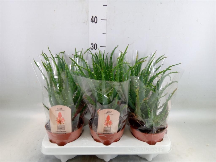 <h4>Aloe arborescens</h4>