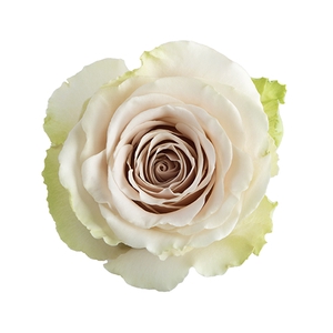 R Gr Pompeii Cream 50cm EC