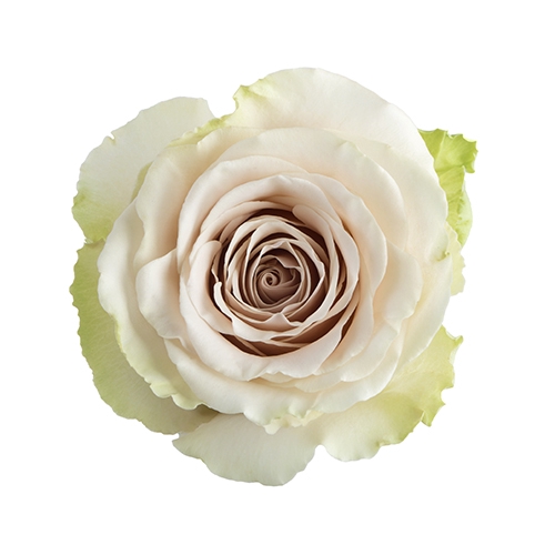 <h4>R Gr Pompeii Cream 50cm EC</h4>