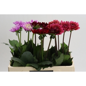 Dahlia Gemengd in fust