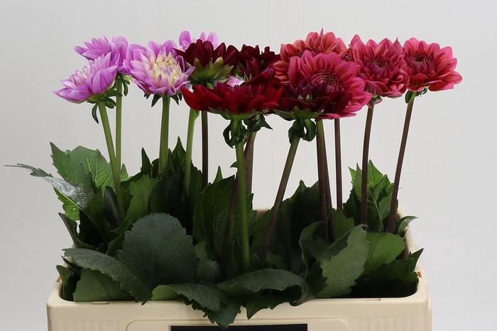<h4>Dahlia Gemengd in fust</h4>