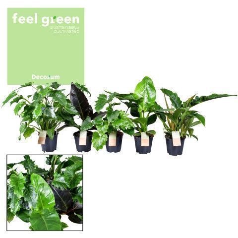 <h4>Philodendron mix (Decorum) Feel Green</h4>