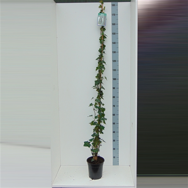 <h4>Hedera hibernica 180cm</h4>