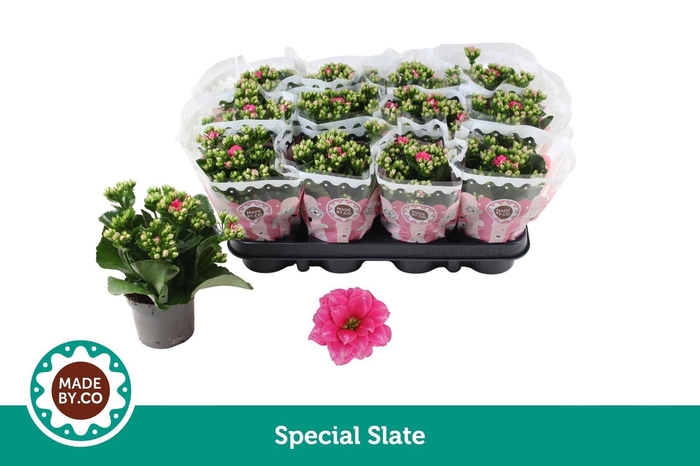 <h4>Kalanchoe blossfeldiana</h4>