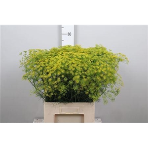 Anet Graveolens