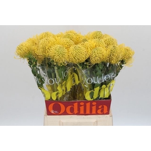 Leucospermum High Gold