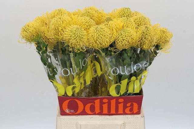 <h4>Leucospermum High Gold</h4>