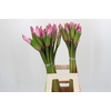 Amarcrinum Rose