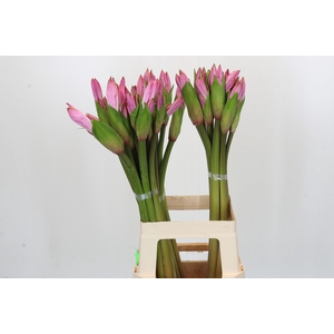 Amarcrinum Rose