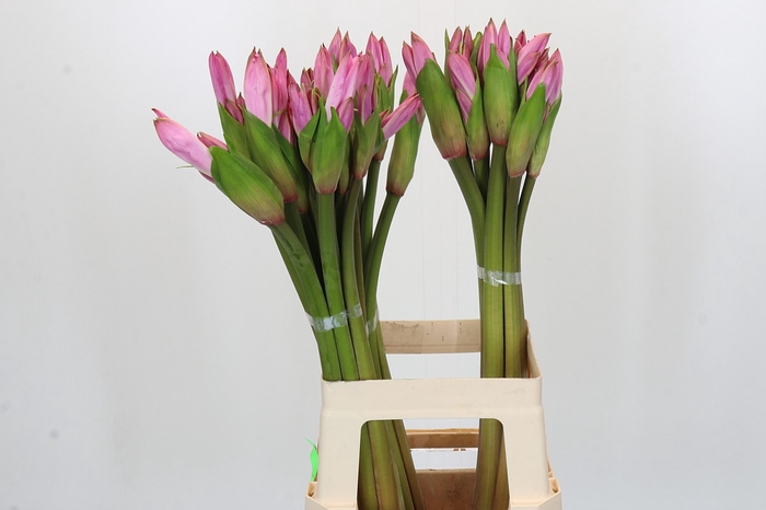 <h4>Amarcrinum Rose</h4>