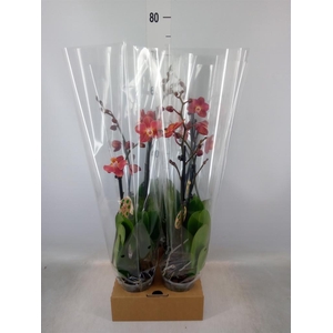 Phalaenopsis   ...orange