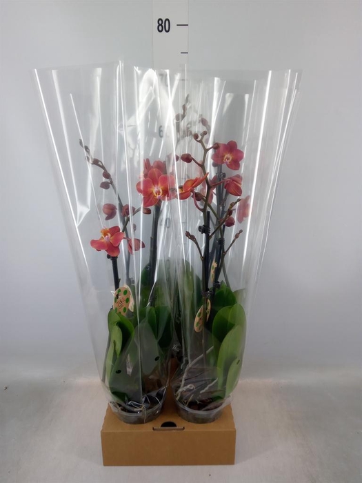<h4>Phalaenopsis   ...orange</h4>