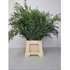 EUC PARVIFOLIA PB -ZA-SUPER
