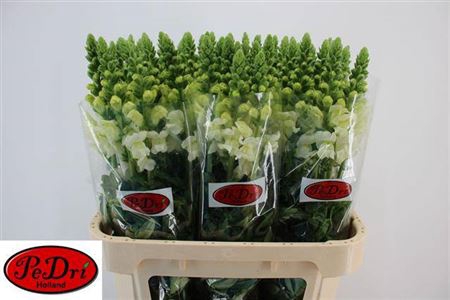 <h4>Antirrhinum majus 'Potomac Ivory White'</h4>