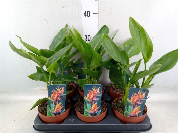 <h4>Strelitzia reg.   ...no flowers</h4>