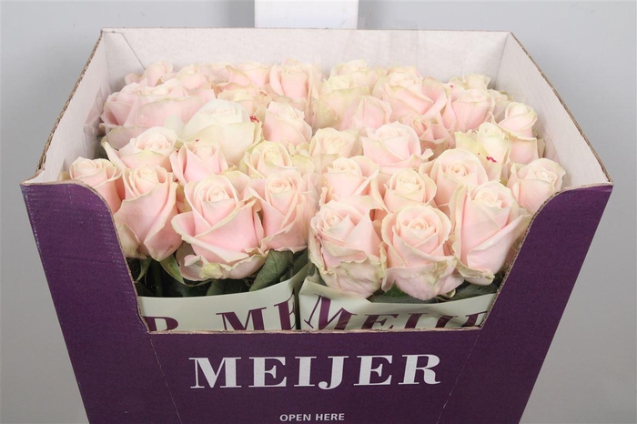 <h4>R Gr Sweet Avalanch+</h4>