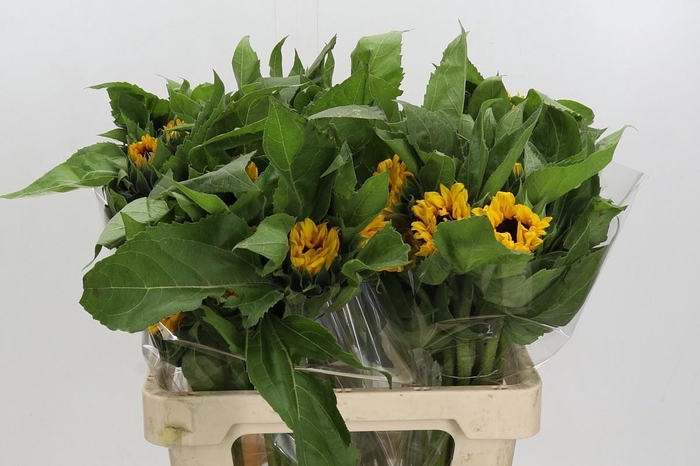 <h4>HELI ORANGE FIRE</h4>