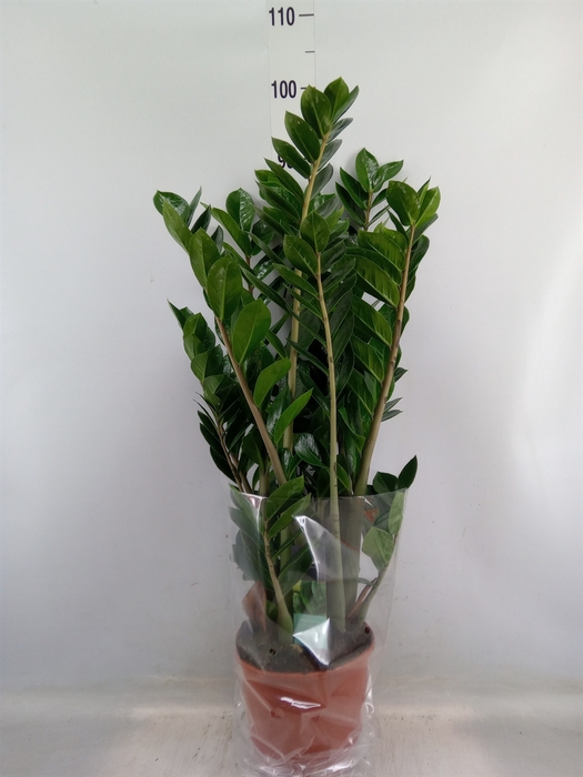 <h4>Zamioculcas zamiifolia</h4>