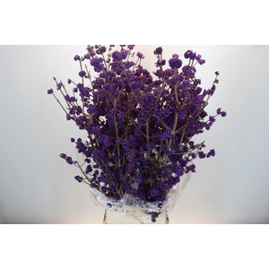 Callicarpa Bodinieri Profusion