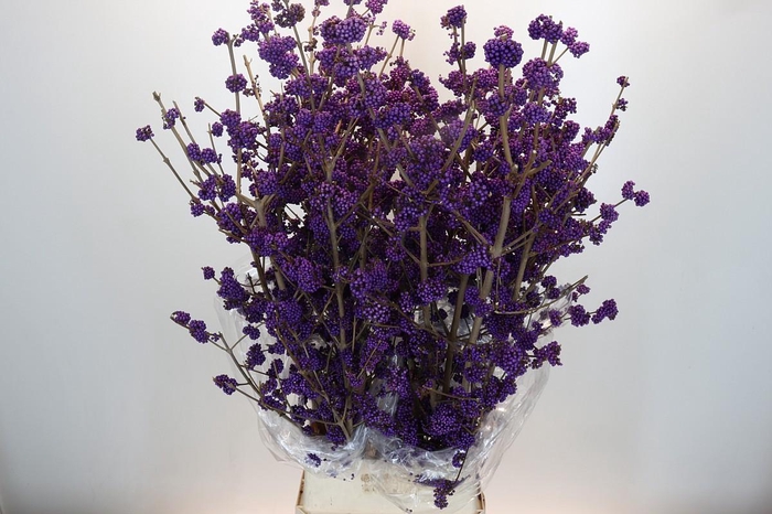 <h4>Callicarpa Bodinieri Profusion</h4>