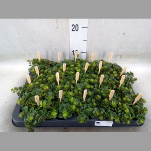Sedum makinoi 'Tornado'