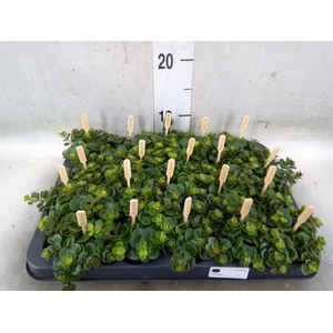 Sedum makinoi 'Tornado'